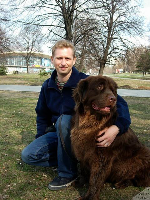 Фото: ньюфаундленд Лесная Сказка Изабелла, Андрей Ларин