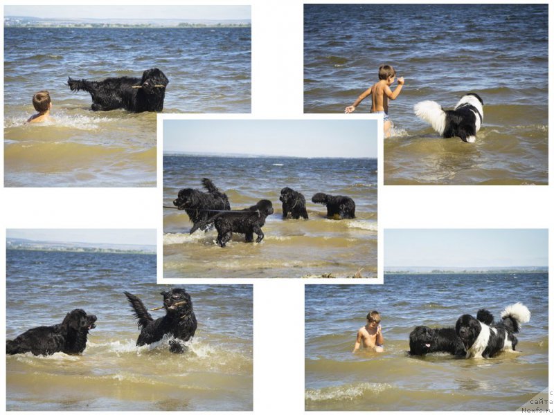 Фото: ньюфаундленд Львиное Сердце, ньюфаундленд Степная Пальмира Естественно Я Лучший, ньюфаундленд Нью-Пом-Шир Бонд Джеймс, ньюфаундленд Черный Балу Добрыня, ньюфаундленд Черный Балу Елисей, Максим.