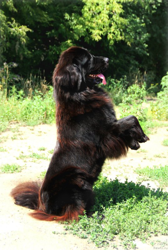 Фото: ньюфаундленд Гран При Тольятти Турандот