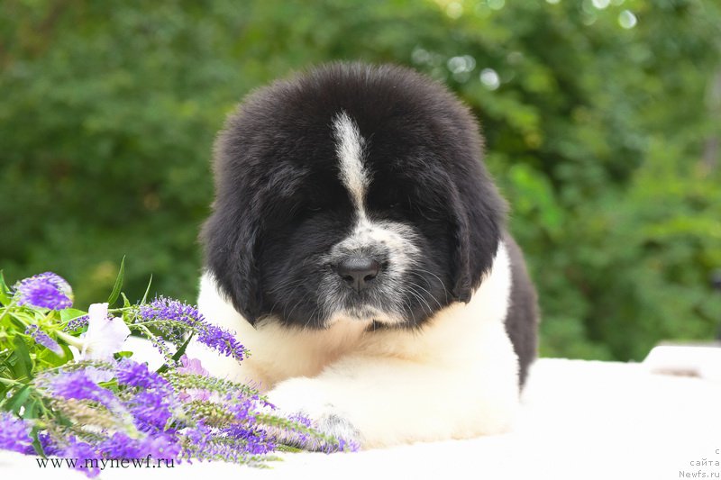 Фотография № 188126