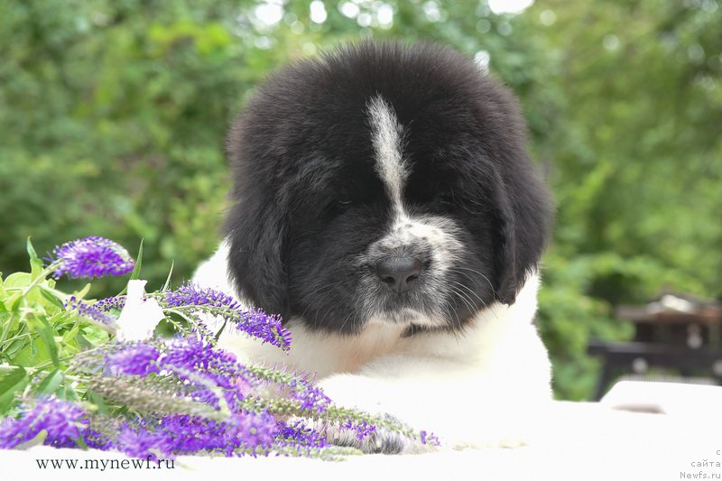 Фотография № 188128