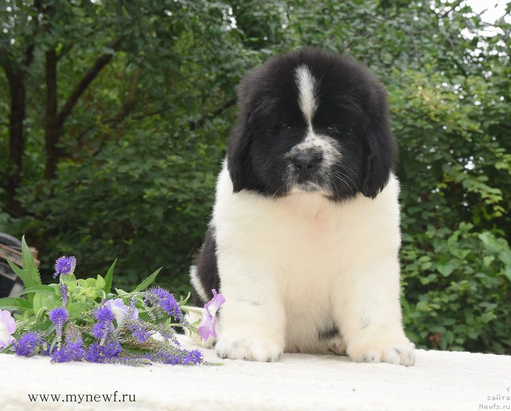 Фотография № 188132