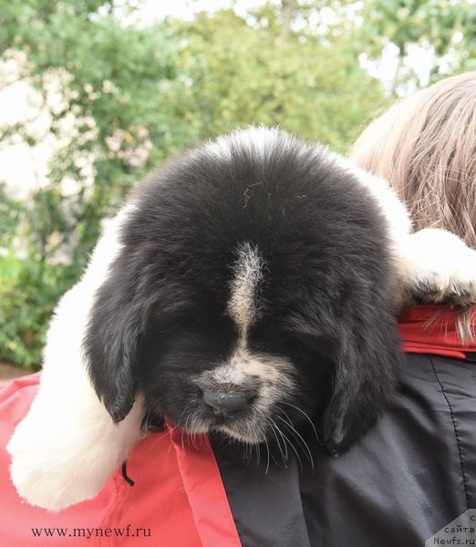 Фотография № 188133