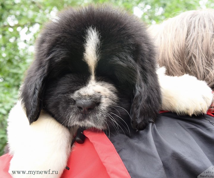 Фотография № 188134