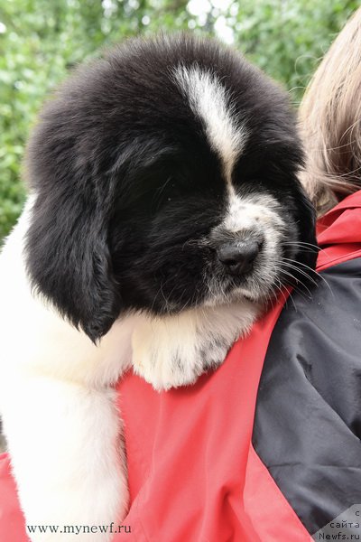 Фотография № 188135