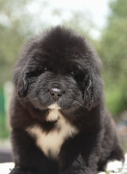 Фотография № 188138