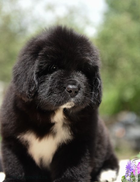 Фотография № 188139