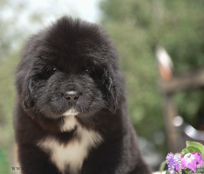 Фотография № 188140