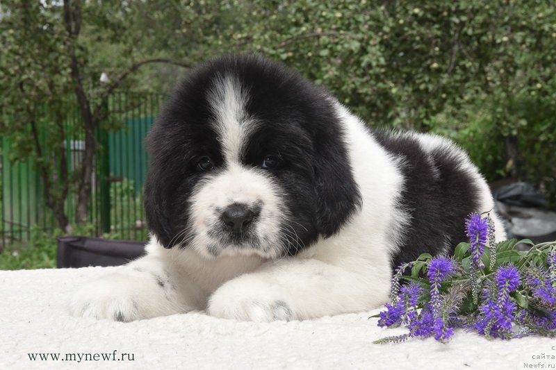 Фотография № 188149