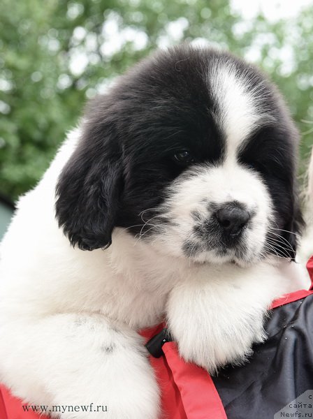 Фотография № 188154