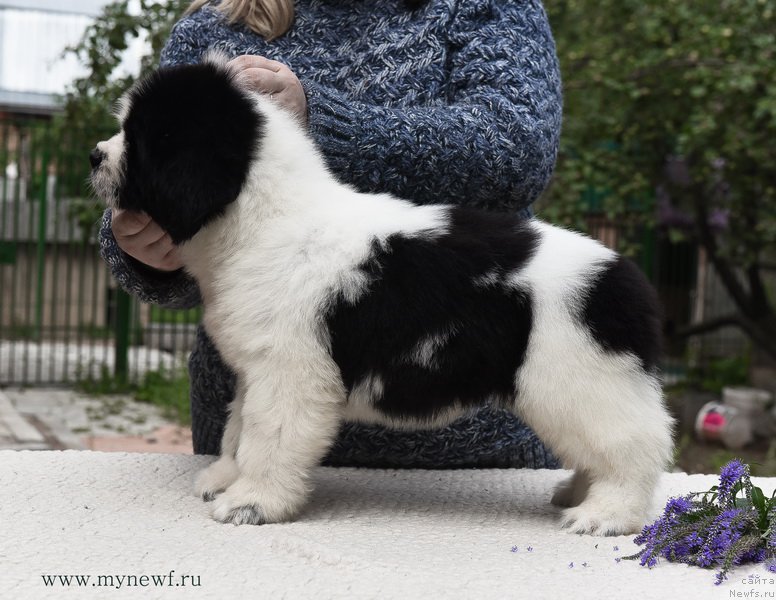 Фотография № 188156