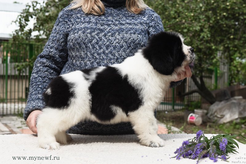 Фотография № 188158