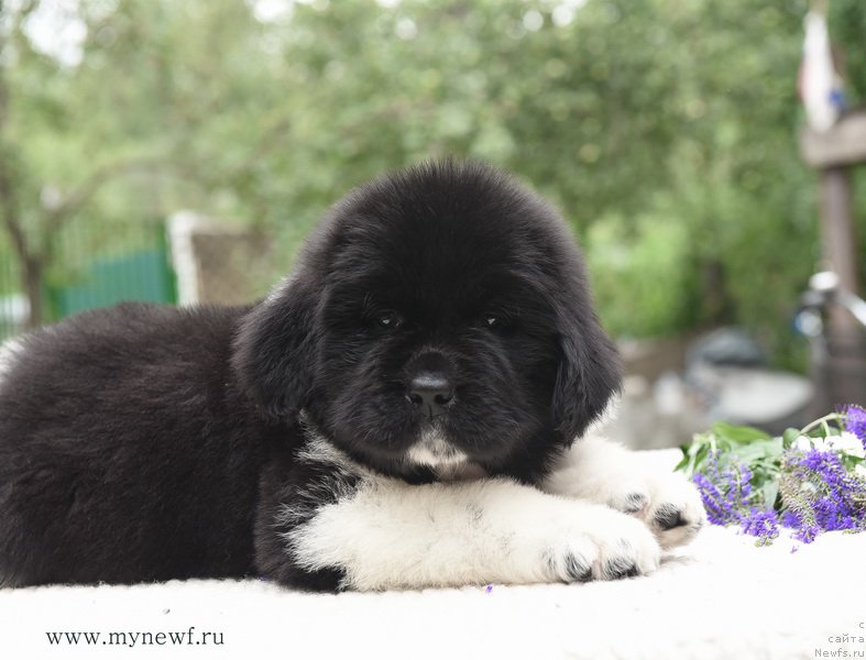 Фотография № 188162