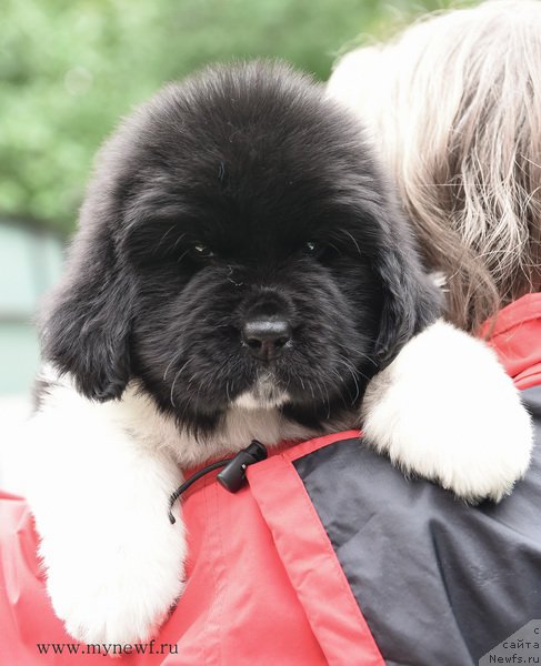 Фотография № 188164