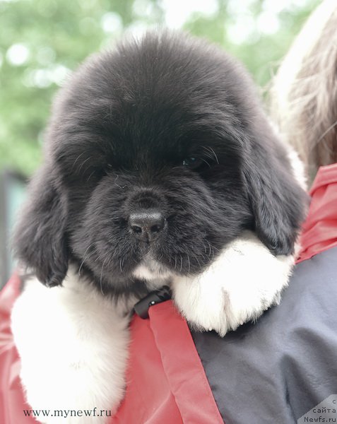 Фотография № 188166