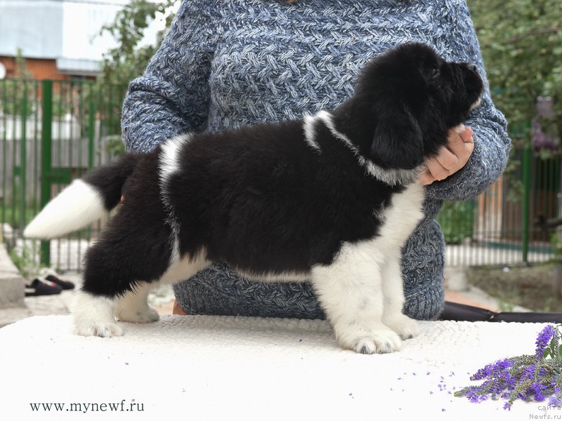 Фотография № 188168