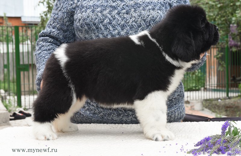 Фотография № 188169