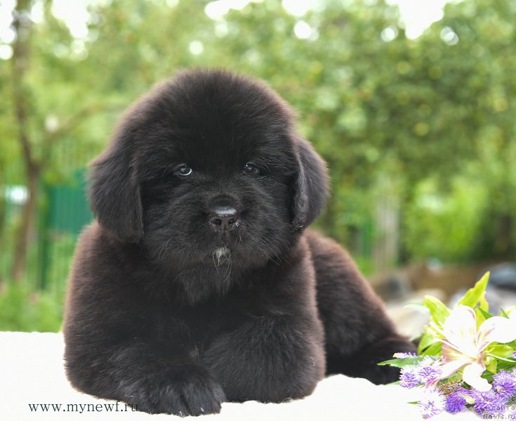 Фотография № 188171