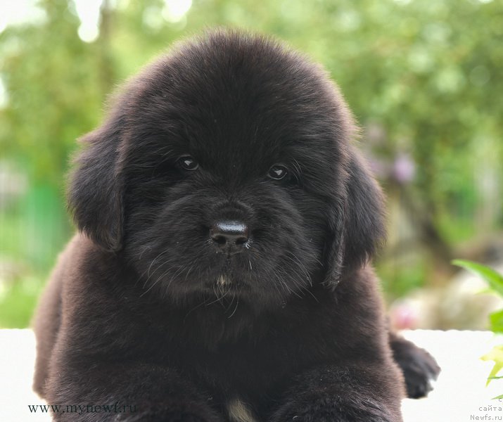 Фотография № 188175