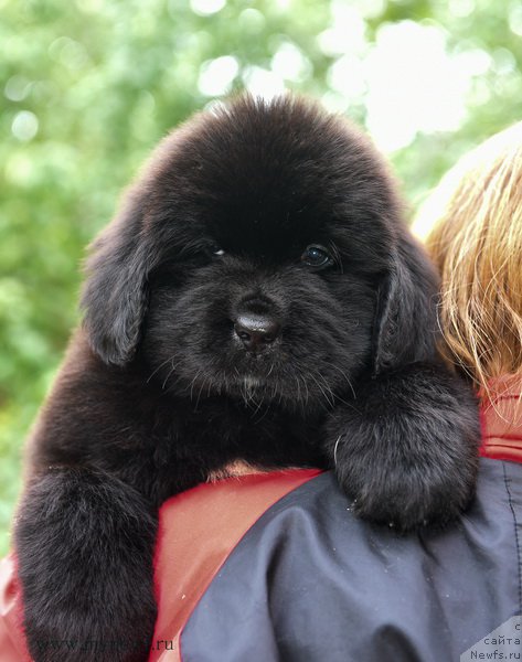 Фотография № 188178