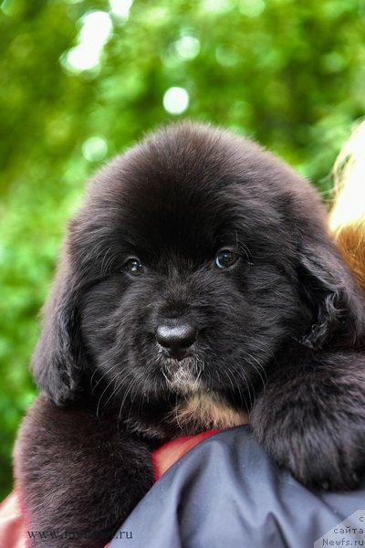 Фотография № 188187