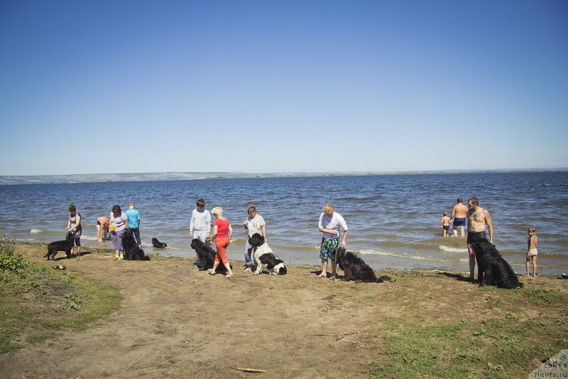 Фото: ньюфаундленд Черный Балу Елисей, ньюфаундленд Черный Балу Борислав, ньюфаундленд Нью-Пом-Шир Бонд Джеймс, Кирилл, ньюфаундленд Степная Пальмира Естественно Я Лучший, ньюфаундленд Львиное Сердце, Любовь Титова, Юлия Рузинская, Татьяна Чернявская, Елена Зинзюкова, Антон, Андрей Волков