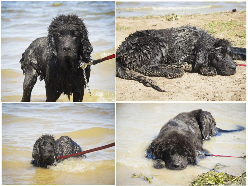 Фото: ньюфаундленд Черный Балу Есения