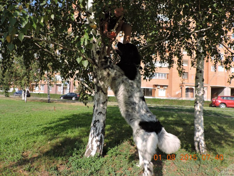 Фото: ньюфаундленд Сказочная Кроха Шампань