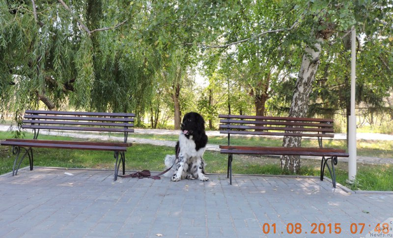 Фото: ньюфаундленд Сказочная Кроха Шампань