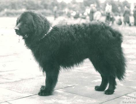 Фото: ньюфаундленд Виртус