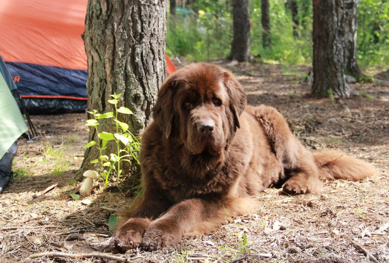 Фотография № 188231