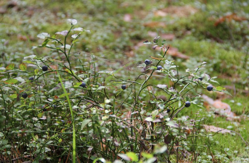 Фотография № 188253