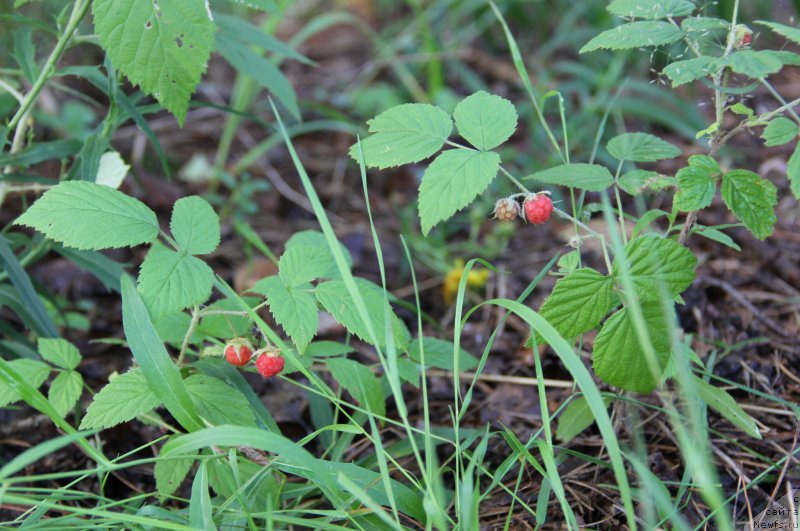 Фотография № 188258