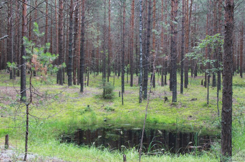 Фотография № 188275