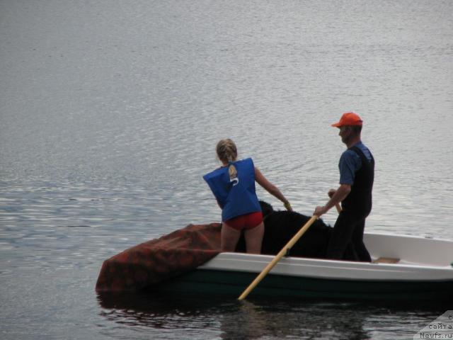 Фото: Александра Канунникова, ньюфаундленд Маг Исполин Копперфильд