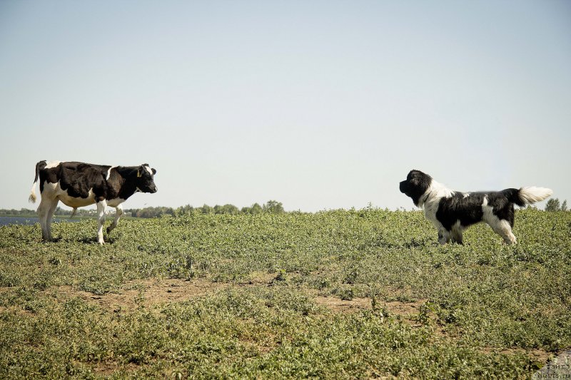 Фотография № 188281