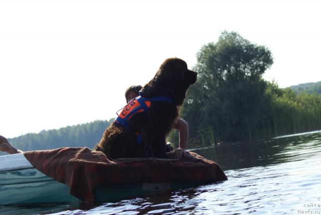 Фото: ньюфаундленд Обуш Шед Юдашкин Стиль (Obush Shed Yudashkin Stil), Ирина Назарова