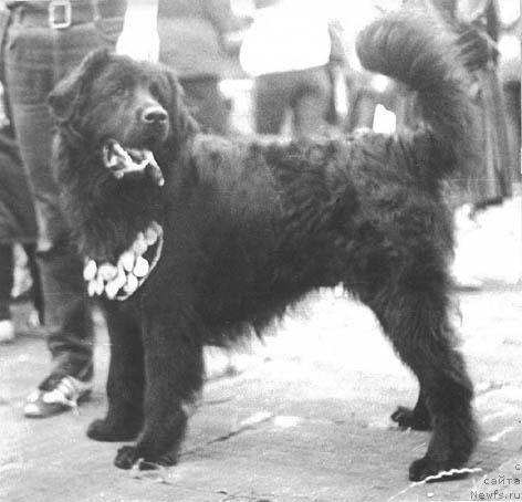 Фото: ньюфаундленд Тассо