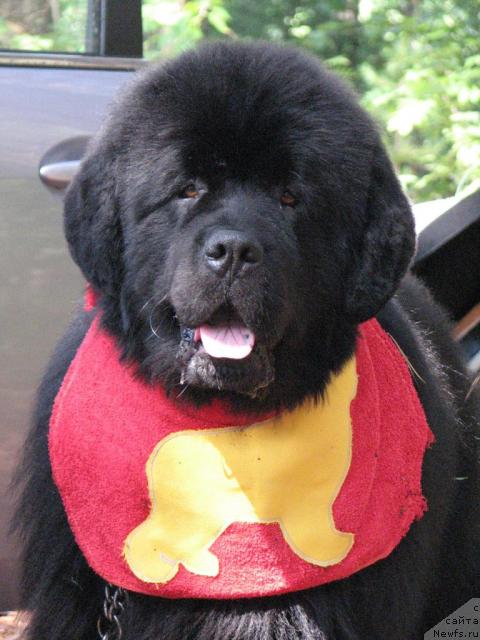 Фото: ньюфаундленд Данс Мемори Фьюджан Риф