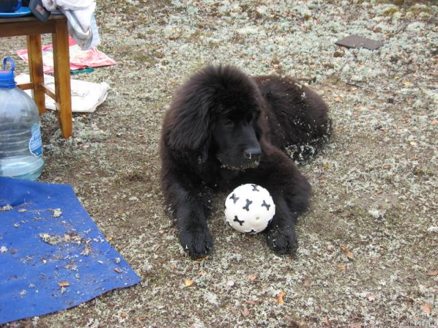 Фото: ньюфаундленд Глория Гранд Блек