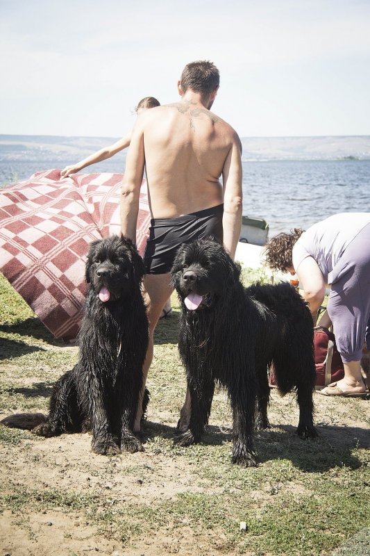 Фото: ньюфаундленд Черный Балу Добрыня, ньюфаундленд Львиное Сердце