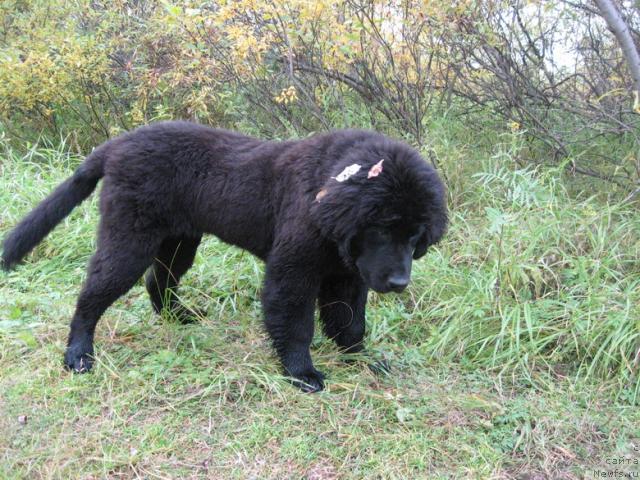 Фото: ньюфаундленд Глория Гранд Блек