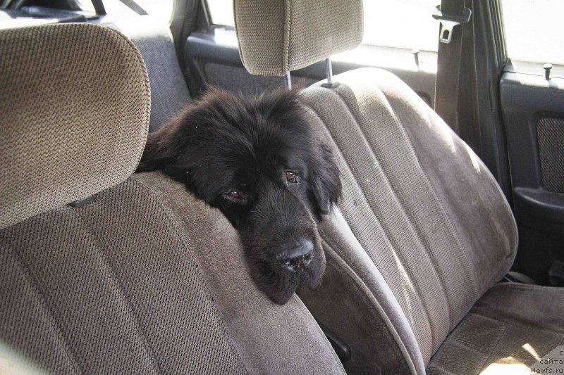 Фотография № 188331