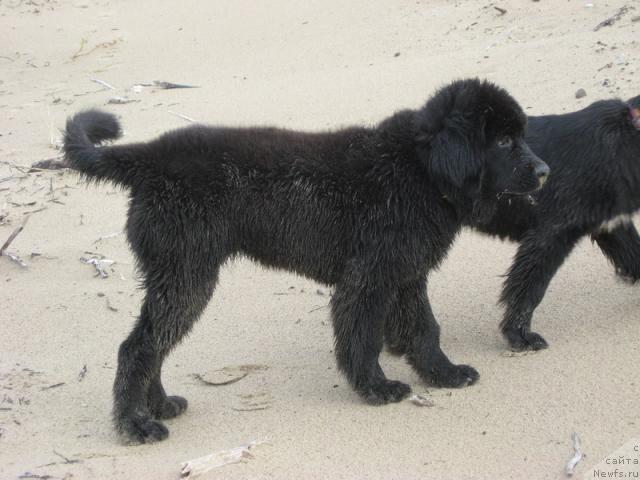 Фото: ньюфаундленд Глория Гранд Блек