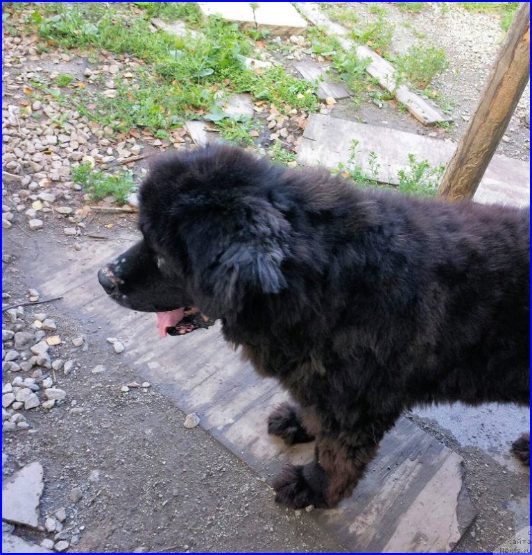 Фото: ньюфаундленд Валенсия Черная Жемчужина