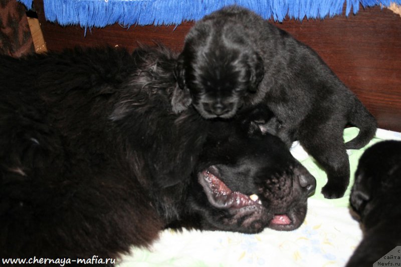 Фото: ньюфаундленд Черная Мафия Абове анд Беуонд (Chernaya Mafia Above and Beyond)