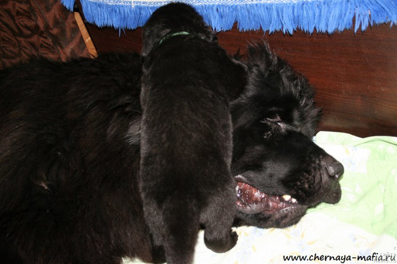 Фото: ньюфаундленд Черная Мафия Абове анд Беуонд (Chernaya Mafia Above and Beyond)