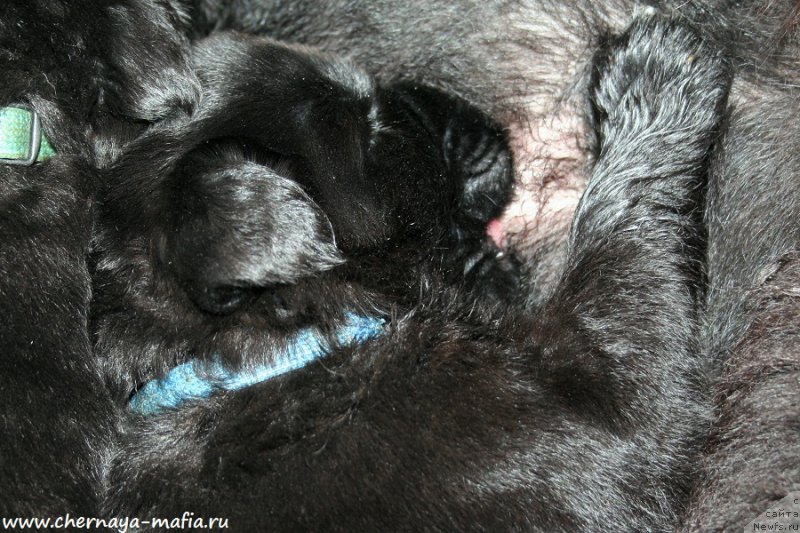 Фото: ньюфаундленд Черная Мафия Аллуринг Проспект (Chernaya Mafia Аlluring Prospect)