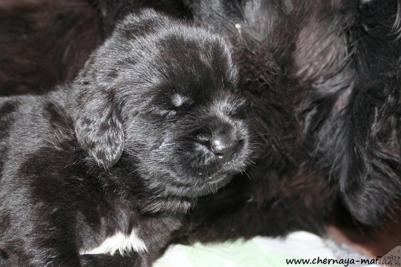 Фото: ньюфаундленд Черная Мафия Аллуринг Проспект (Chernaya Mafia Аlluring Prospect)