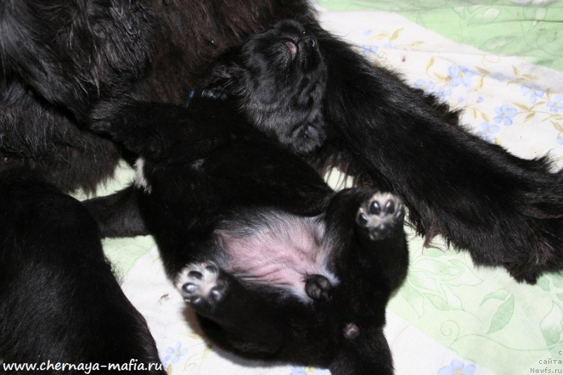 Фото: ньюфаундленд Черная Мафия Аллуринг Проспект (Chernaya Mafia Аlluring Prospect)